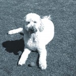 goldendoodle
