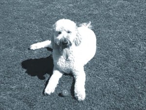goldendoodle